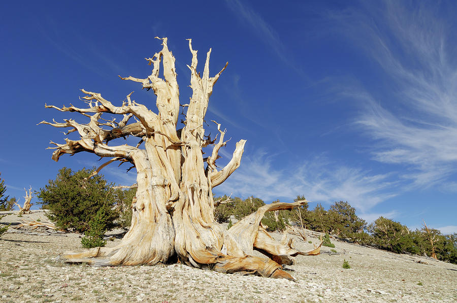 A Bristlecone Pine Tree Pinus Longaeva Photograph by Martin Ruegner