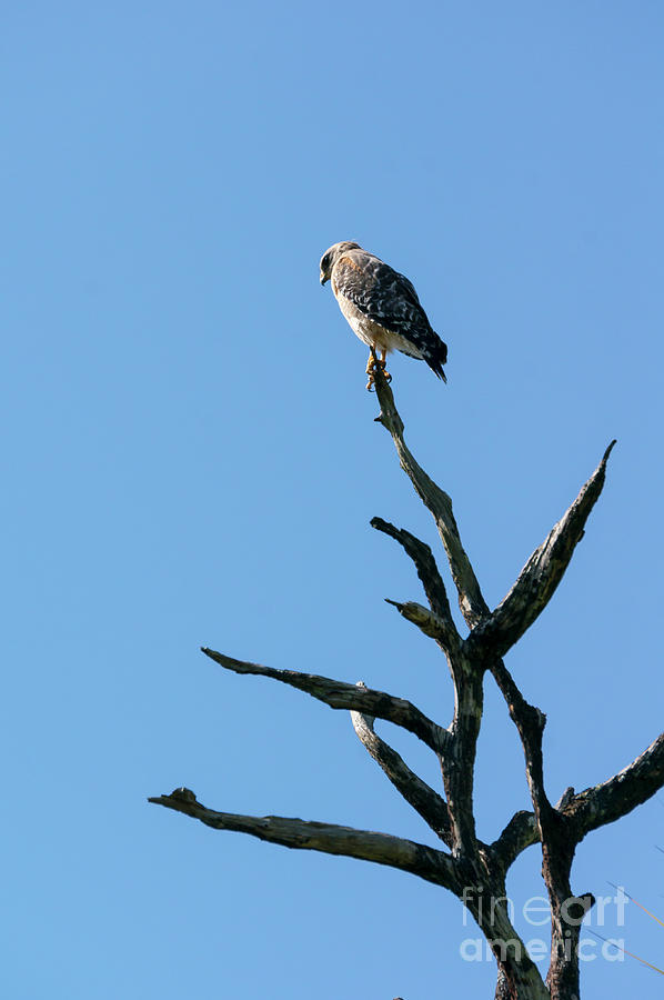 A Broad-winged Hawk peers down from a dead tree at Audubon Corks Photograph by William Kuta