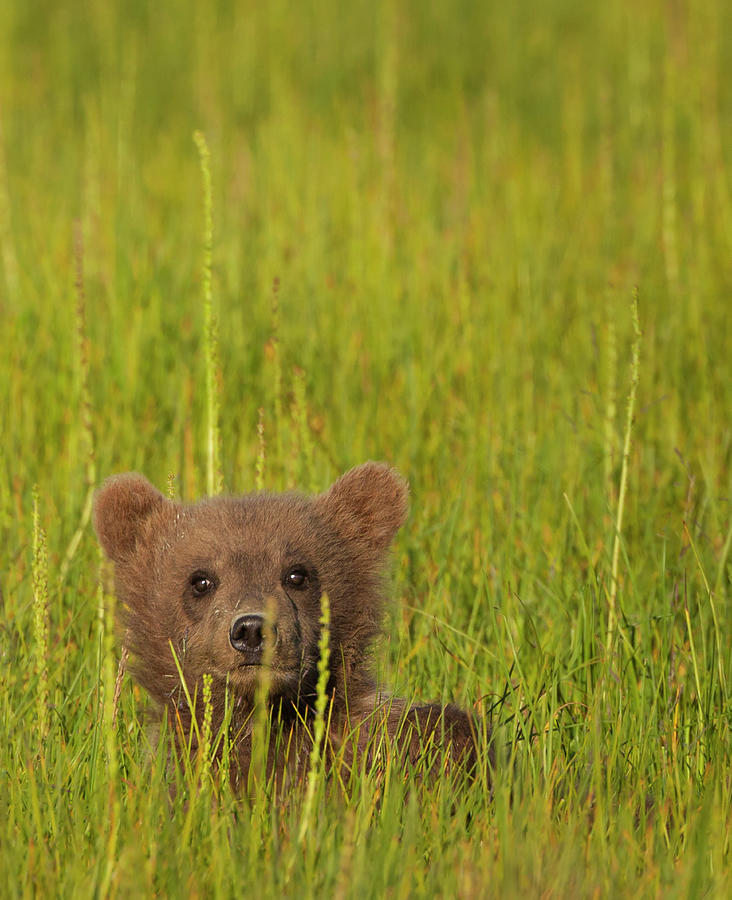 A Brown Bear Cub In The Long Grass In Photograph by Mint Images - Art Wolfe