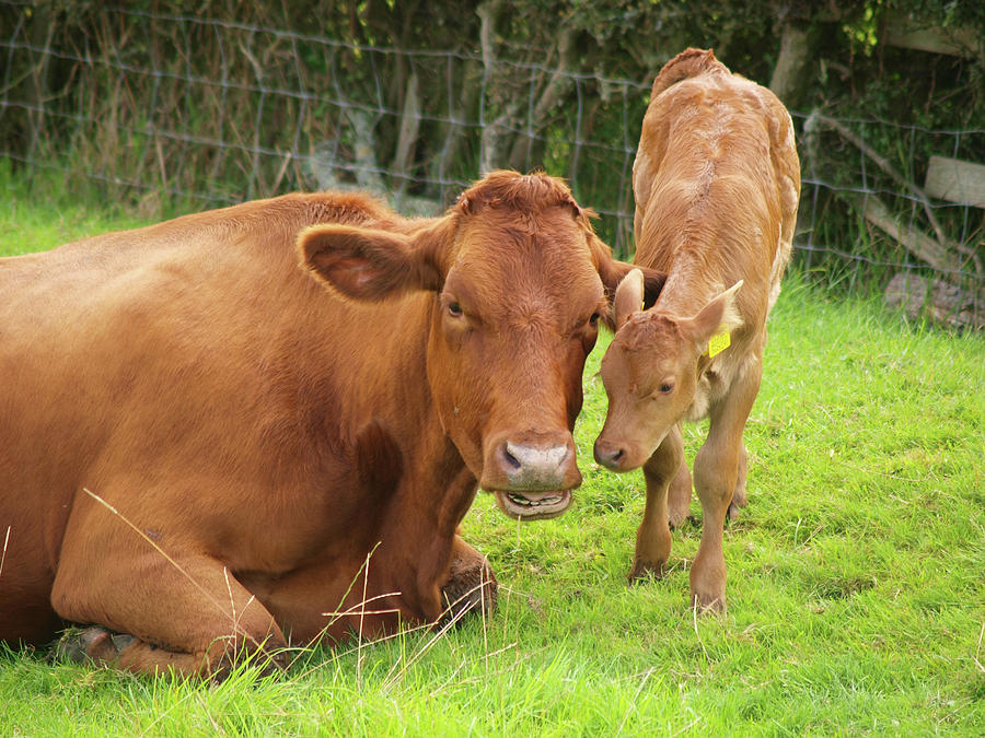 A Brown Dairy Cow With Its Calf In A Photograph by Mikedabell