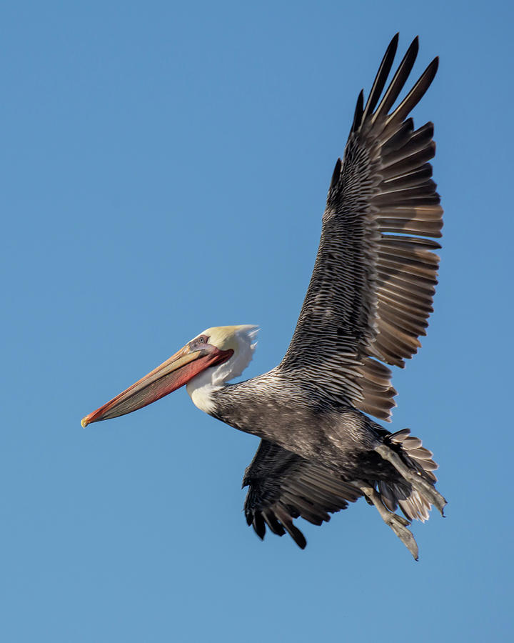 A Brown Pelican Descends Photograph by Bruce Frye - Fine Art America