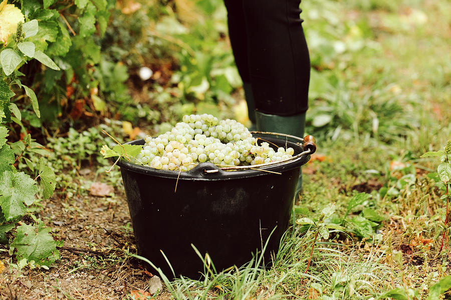 A Bucket Of Freshly Harvested White Grapes Photograph by Jennifer Braun