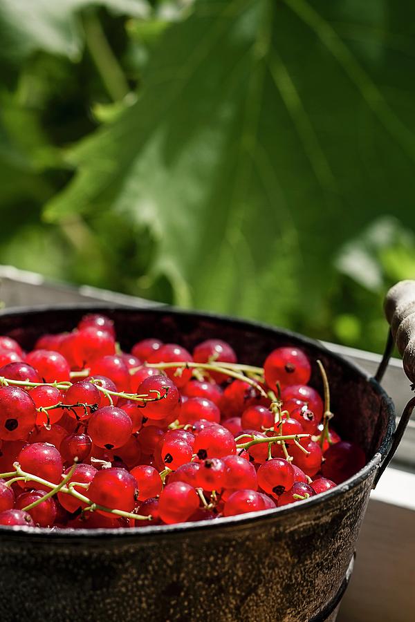 A Bucket Of Redcurrants In The Sunshine Photograph by Susan Brooks-dammann
