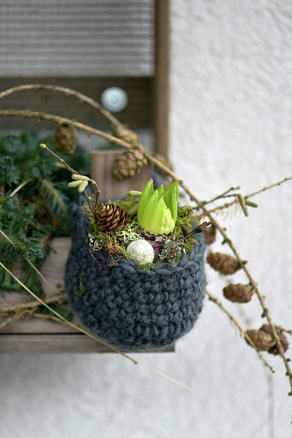 A Budding Hyacinth With Moss And Twigs In A Crocheted Basket Photograph by Daniela Behr