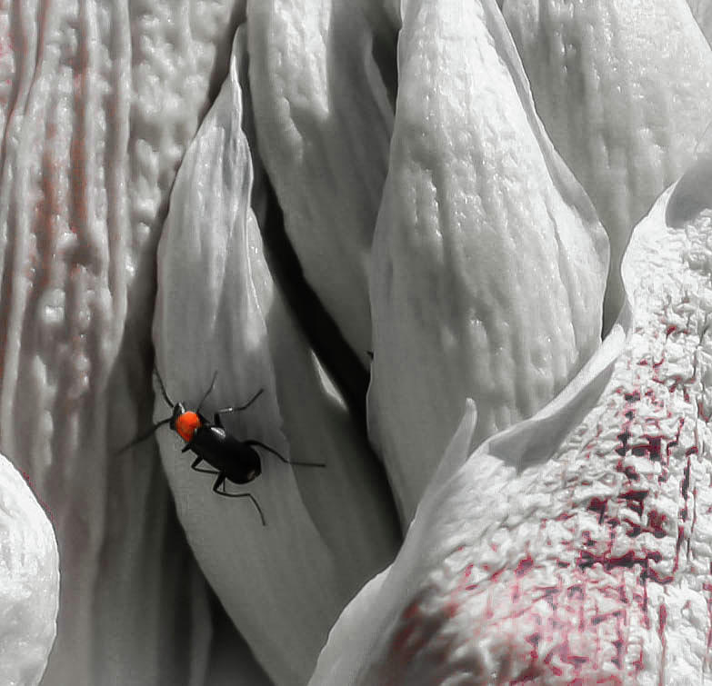A Bug on a Flower Photograph by Debra Kewley