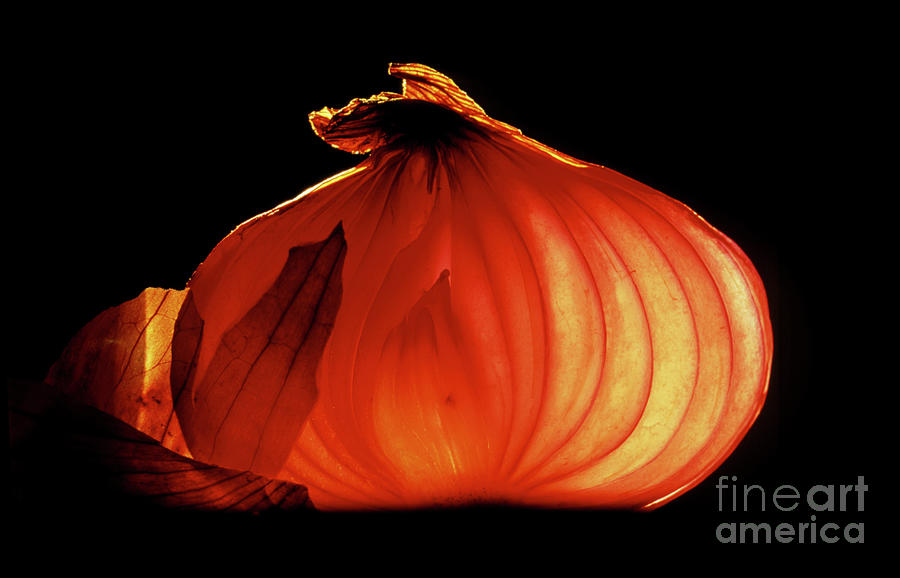 A Bulb Of Onion (allium Cepa) Cut In Half Photograph by Oscar Burriel/science Photo Library