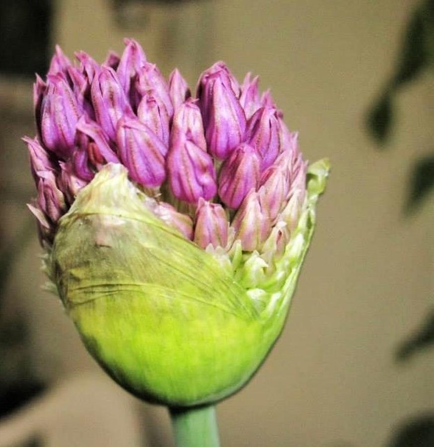 A Bulbous plant Photograph by Rosita Larsson