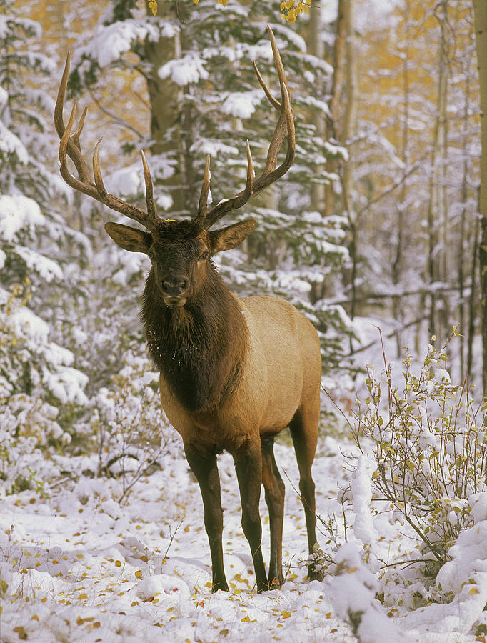 A Bull Elk In Early Winter Photograph by Smo | Fine Art America