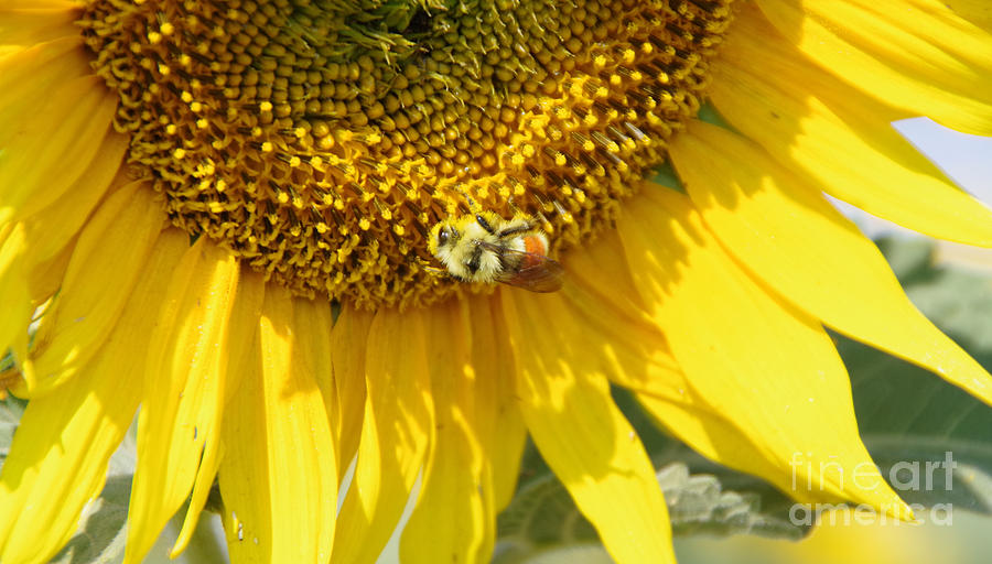 a Bumblebee and sunflower heaven Photograph