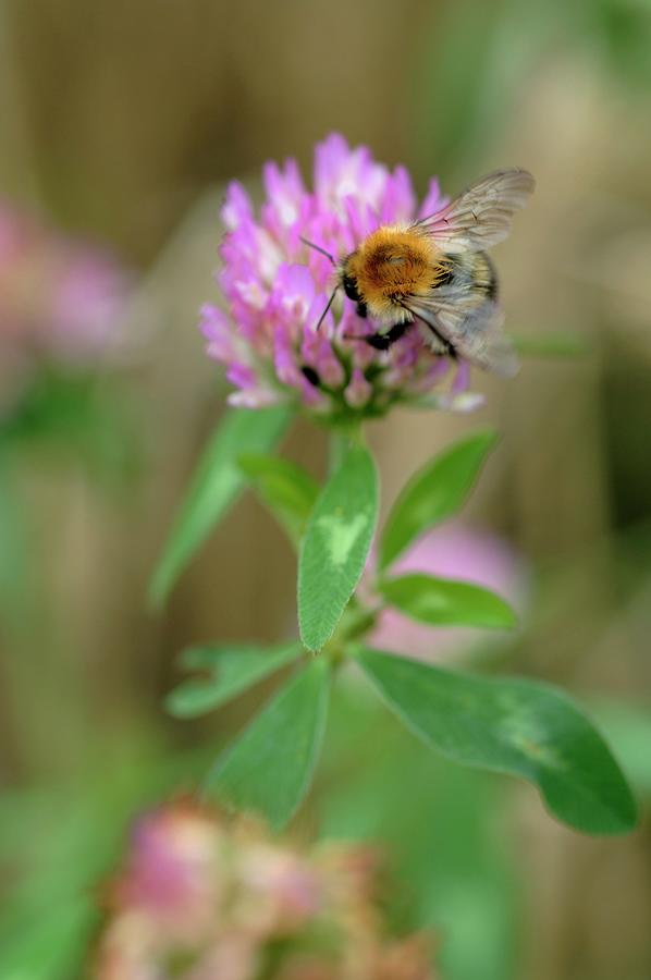 A Bumblebee On A Clover Leaf close-up Photograph by Twins
