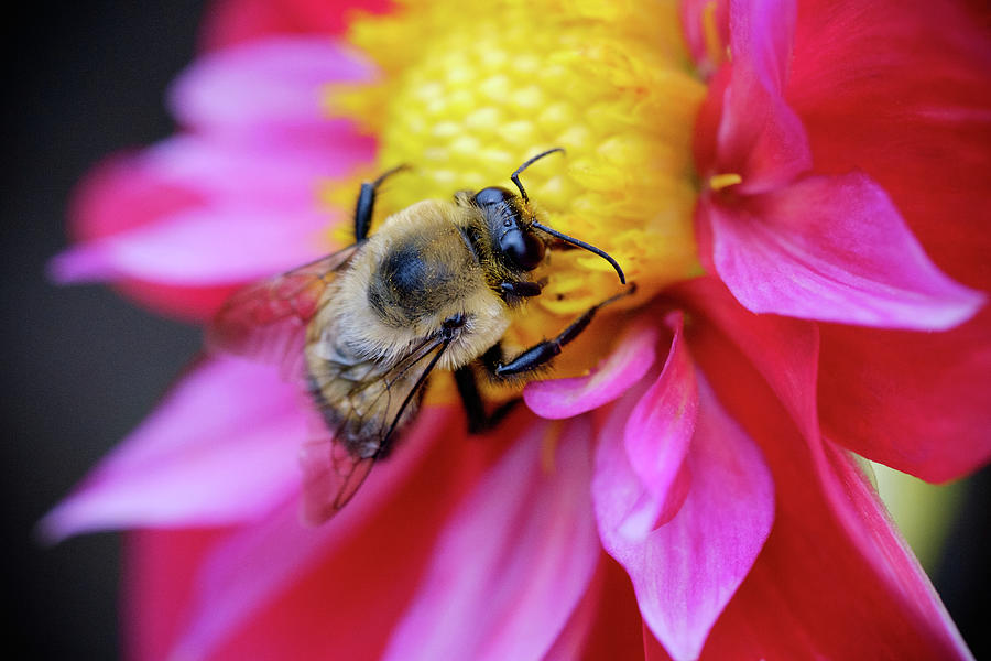 A Bumblebee on a Flower Photograph by Nicole Young
