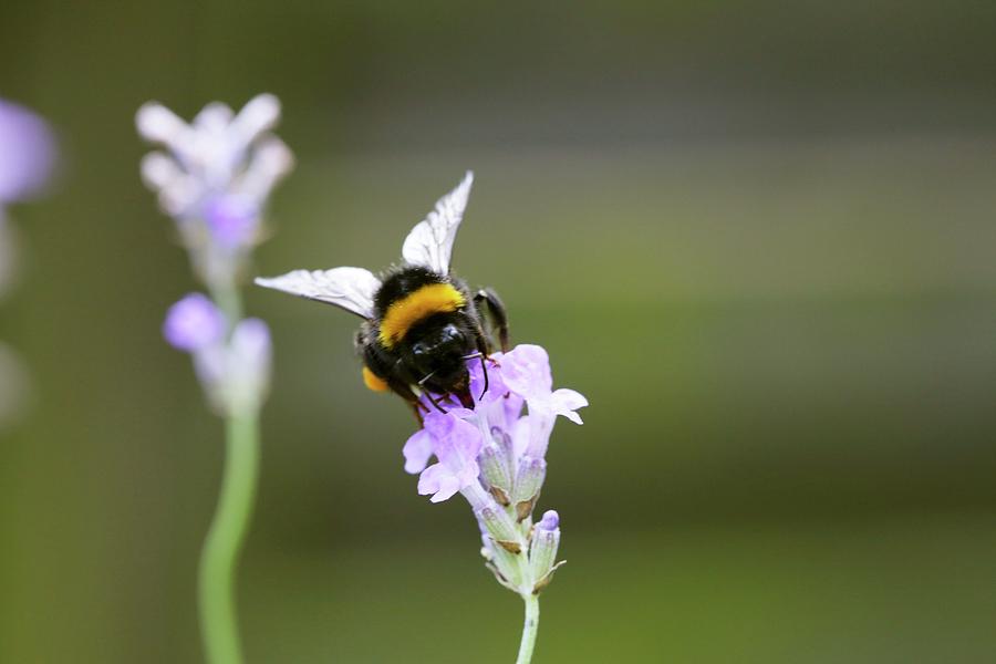 A Bumblebee On A Lavender Flower Photograph by Frank Weymann