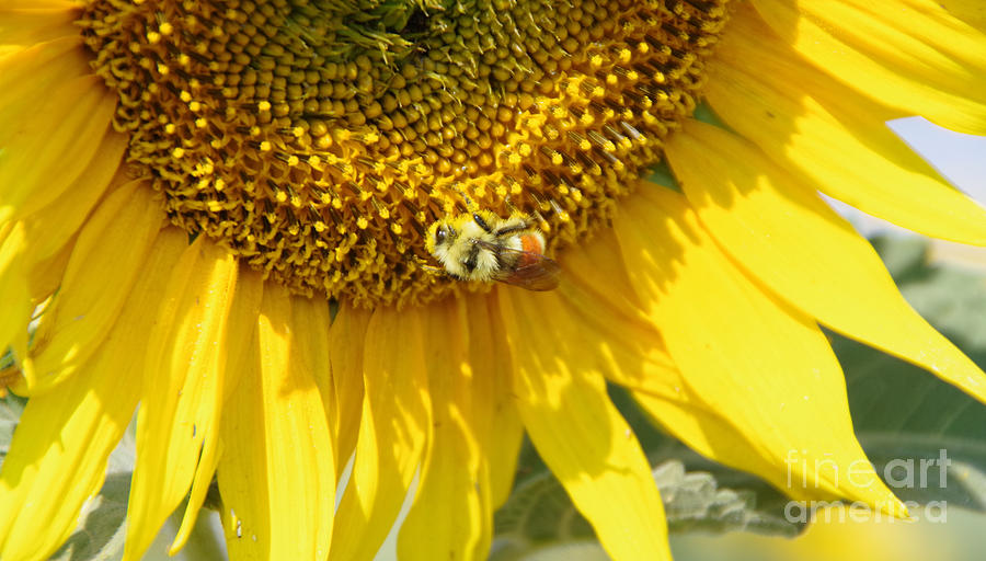 A Bumblebee On A Sunflower Photograph
