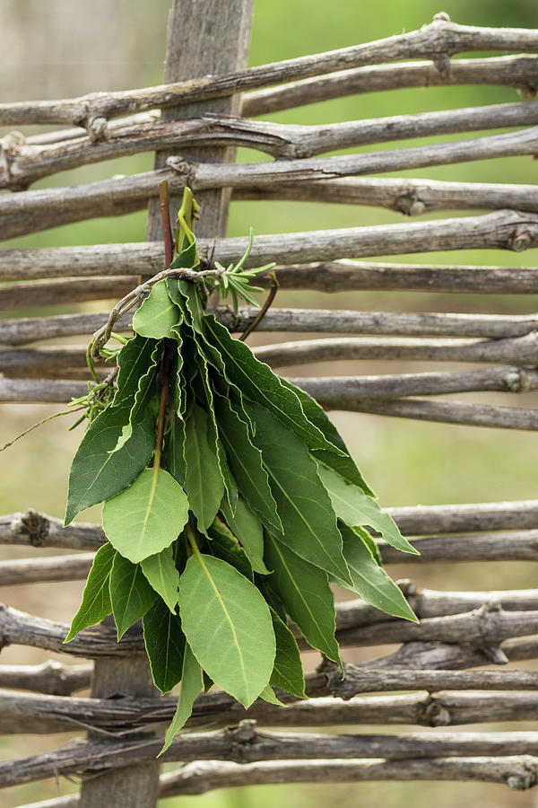 A Bunch Of Bay Leaves Hanging To Dry Photograph by Martina Schindler
