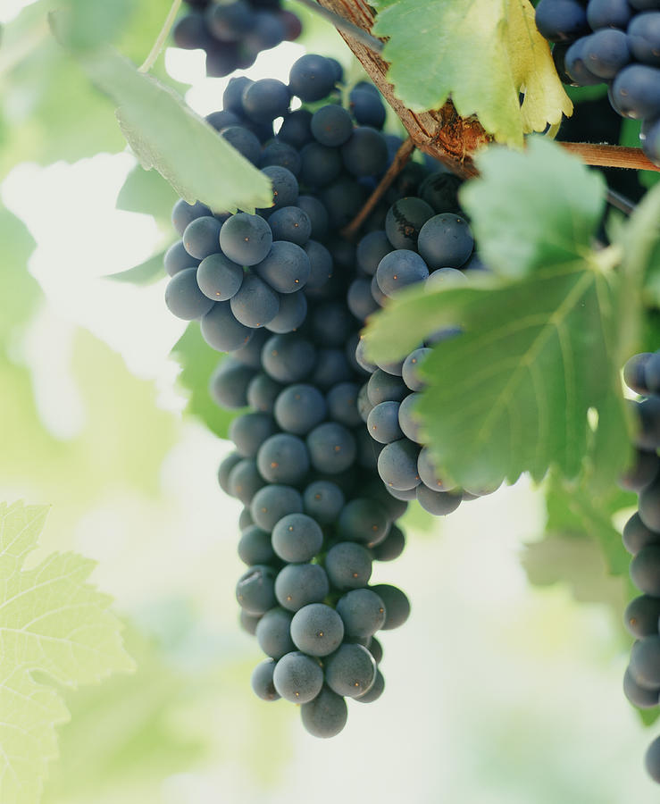 A Bunch Of Black Grapes Hanging From Photograph by Victoria Pearson A Bunch Of Black Grapes Hanging From Photograph by Victoria Pearson