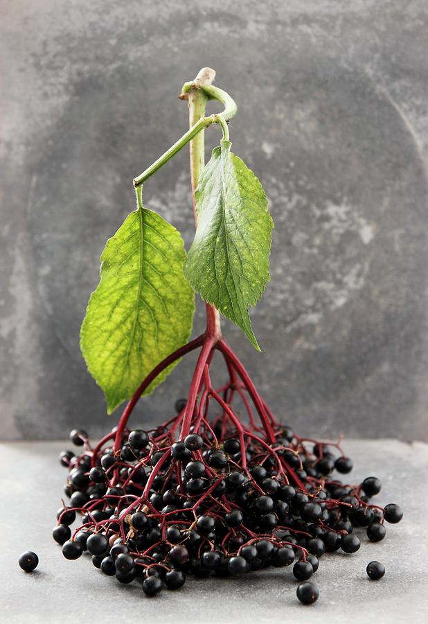 A Bunch Of Elderberries With Leaves Photograph by Petr Gross