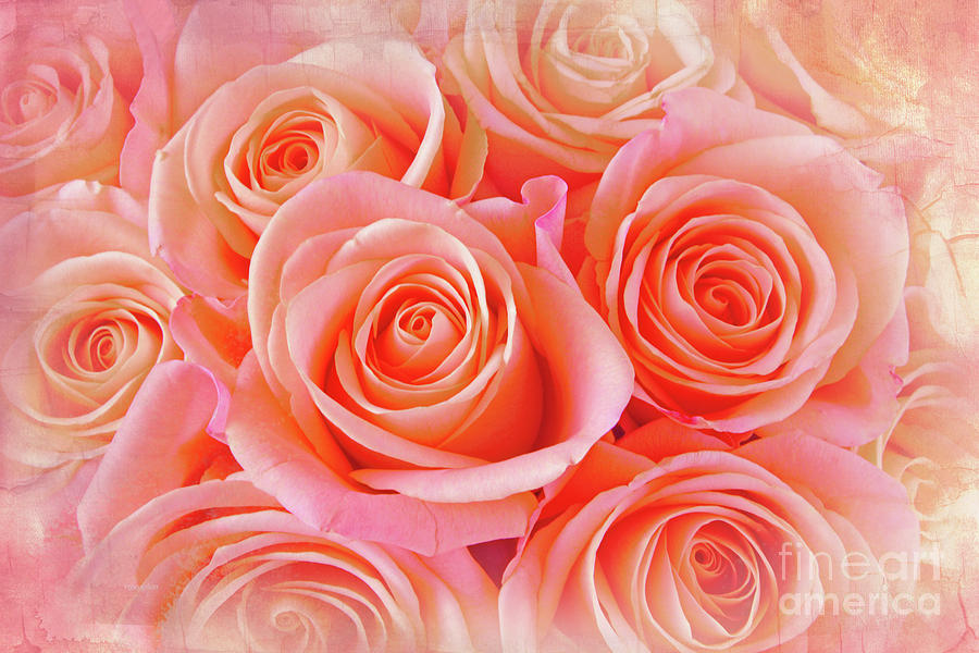 Rose Photograph - A Bunch of Love by Regina Geoghan