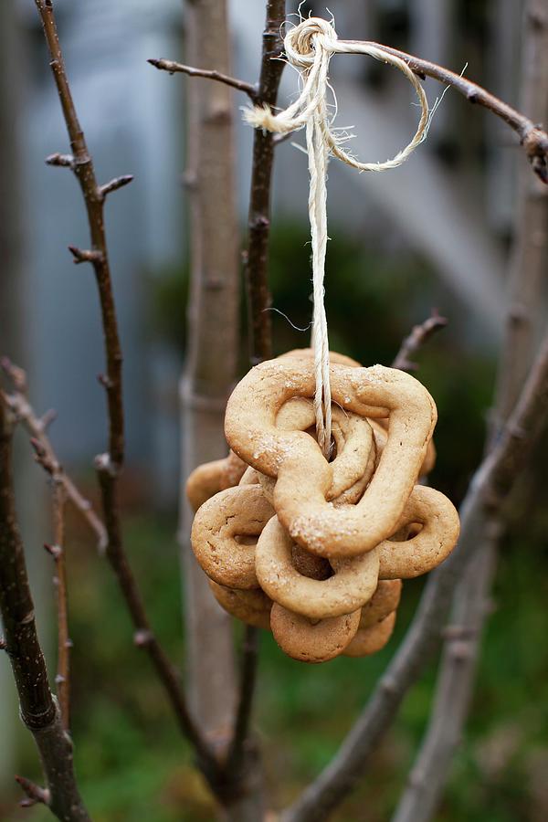 A Bunch Of Lumberjack Cookies Hanging By String From A Branch Photograph by Yelena Strokin