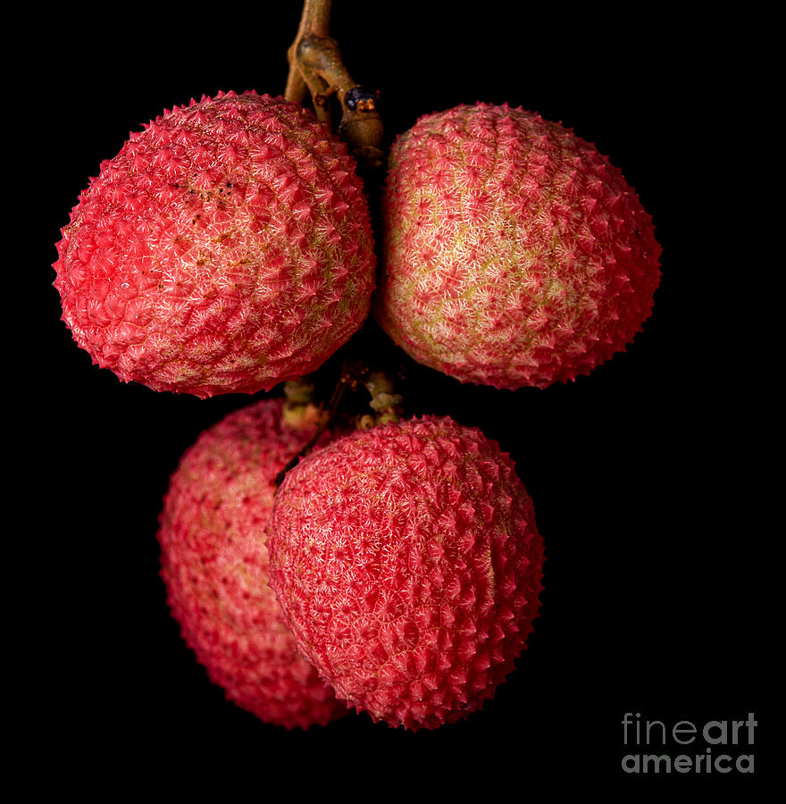 Pink Photograph - A Bunch Of Lychees Against A Black by Hein Pink Photograph - A Bunch Of Lychees Against A Black by Hein