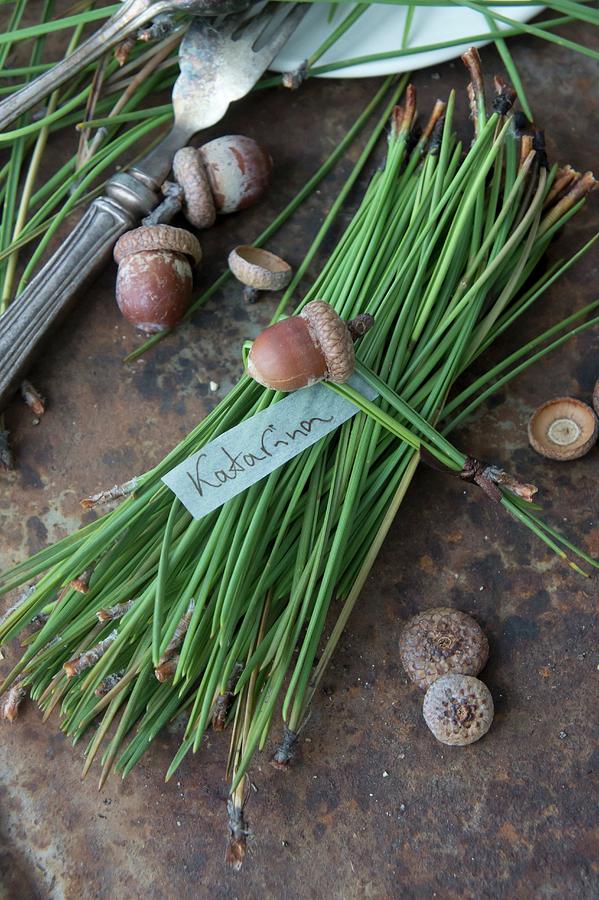 A Bunch Of Pine Needles And Acorns With A Name Tag Photograph by Martina Schindler