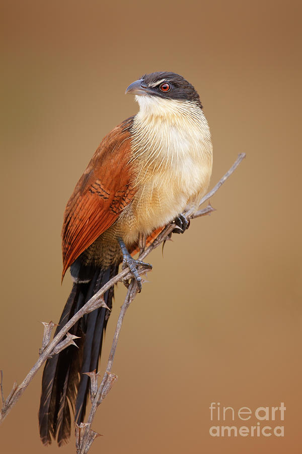 South Photograph - A Burchells Coucal Centropus Burchellii by Johan Swanepoel South Photograph - A Burchells Coucal Centropus Burchellii by Johan Swanepoel