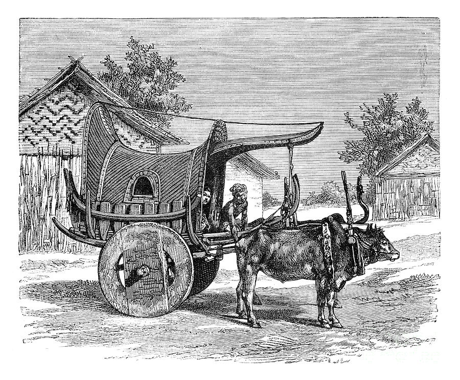 A Burmese Wagon, Burma Myanmar, 1895 Drawing by Print Collector