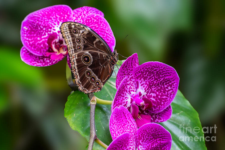 A Butterfly Atop Three Orchid Flowers Photograph by L Bosco