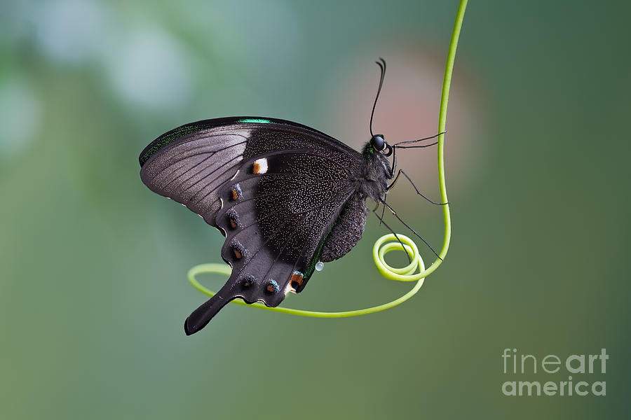 Antenna Photograph - A Butterfly Is A Mainly Day-flying by Karsol Antenna Photograph - A Butterfly Is A Mainly Day-flying by Karsol