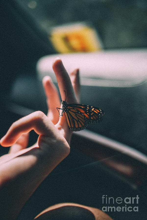 A Butterfly Landing On A Person Hand Photograph by Andrew Short