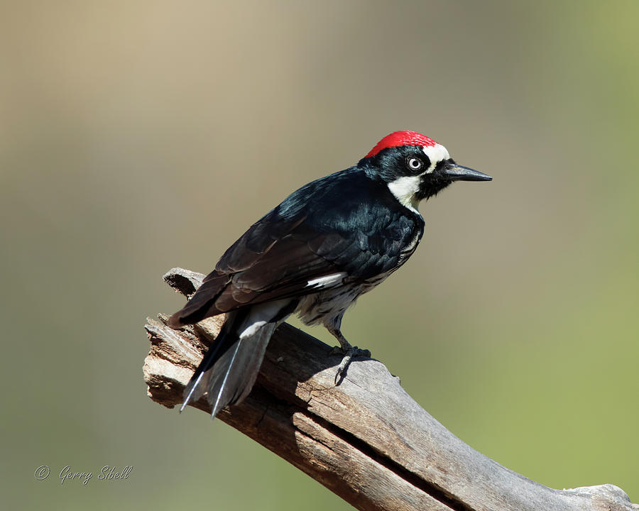 A C Woodpecker Photograph by Gerry Sibell