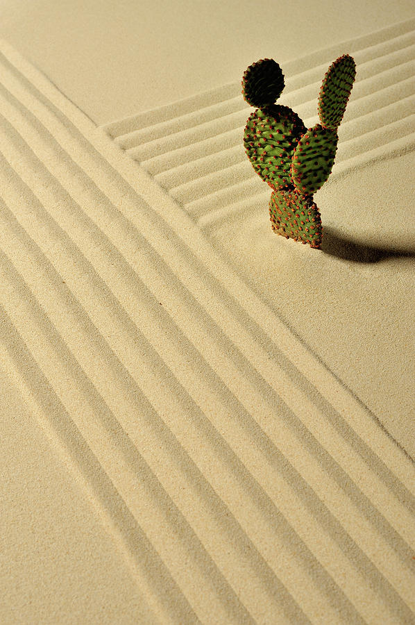A Cactus And Wave Pattern In The Sand Photograph by Yagi Studio