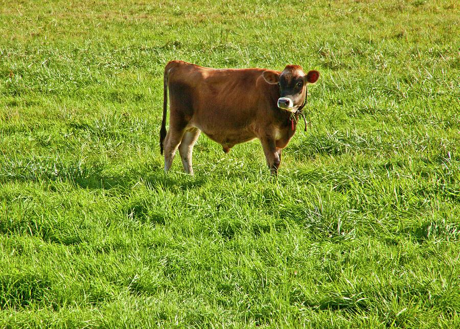 A Calf In A Field Photograph by William Boch