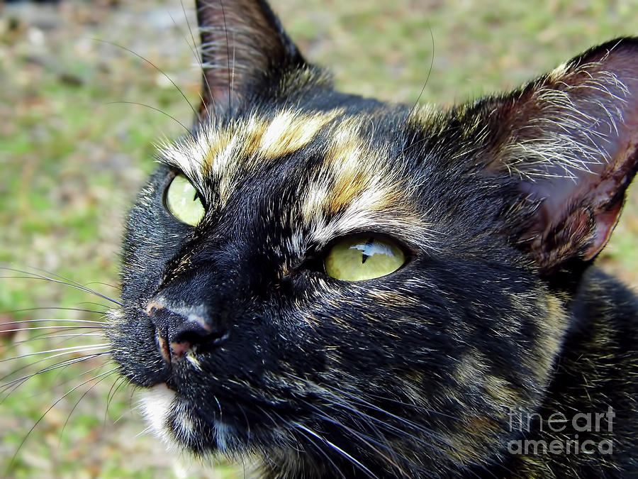 A Calicos Beauty Photograph by D Hackett
