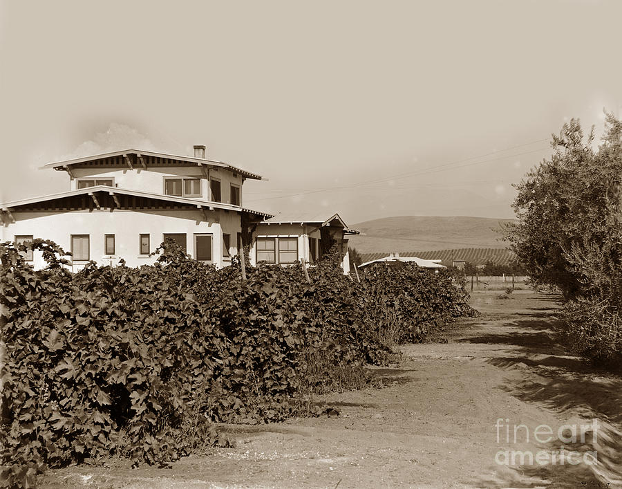 No. Photograph - A California residence showing Orange groves in hill at Eleter by Monterey County Historical Society