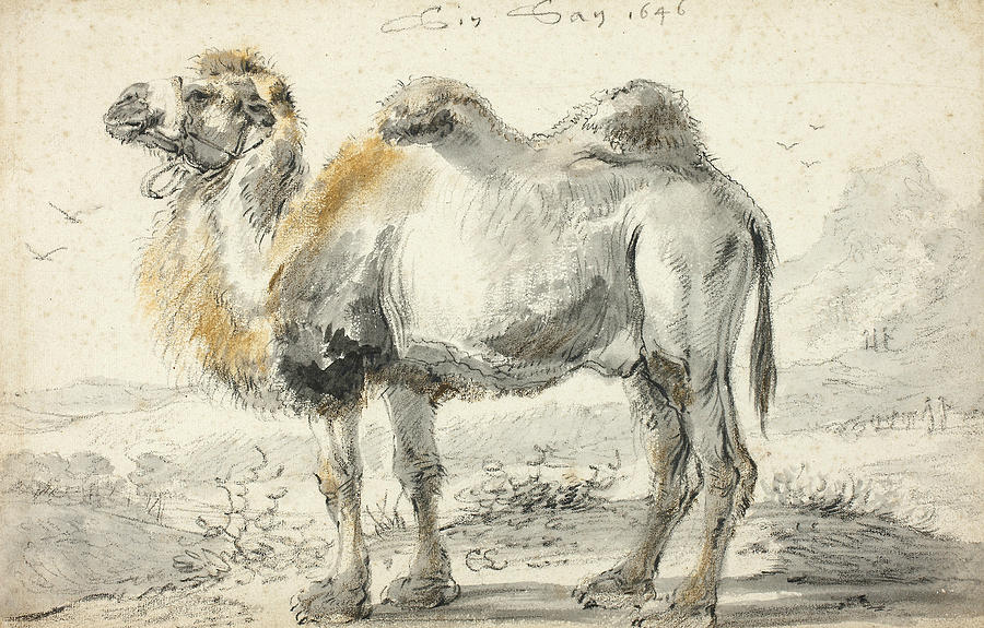Dutch Painters Drawing - A Camel by Cornelis Saftleven Dutch Painters Drawing - A Camel by Cornelis Saftleven