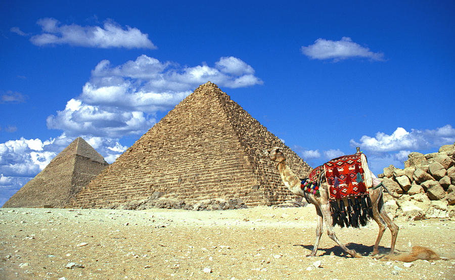 A Camel near The Great Pyramids of Giza Photograph by Buddy Mays - Fine ...