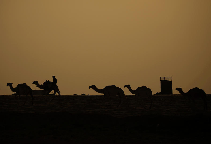 A Camel Shepherd is Seen in the Desert Photograph by Rodi Said - Fine