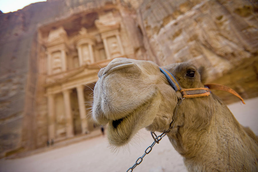 A Camel Stands In Front Of The Treasury Photograph by Sean White / Design Pics