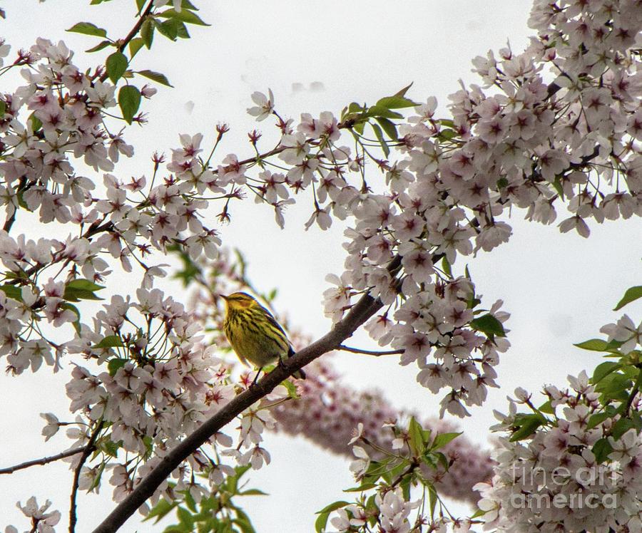 A Canary In A Cherry Tree Photograph