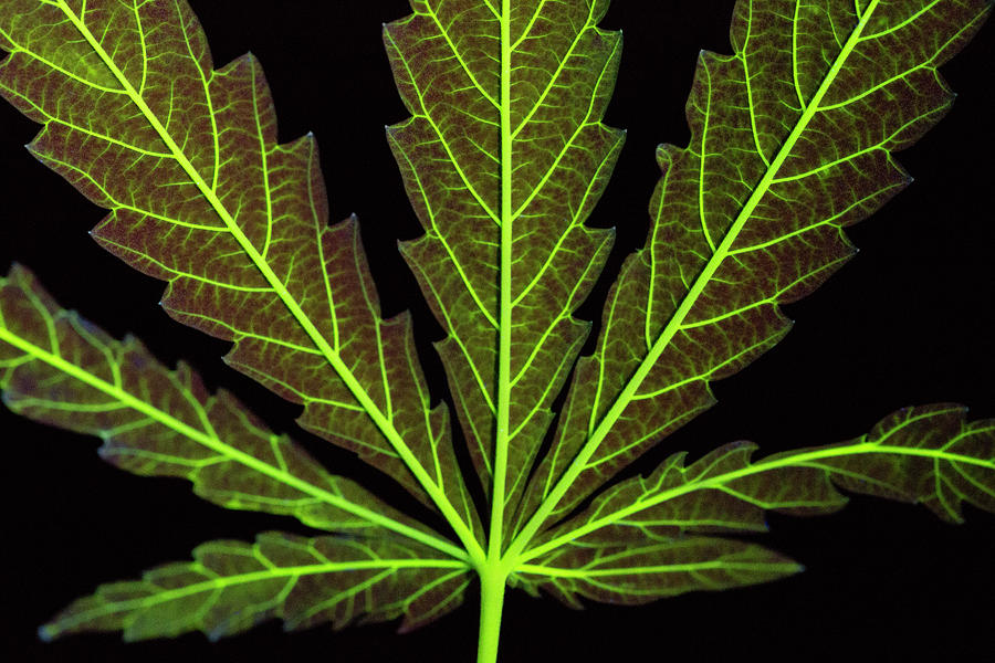 A Cannabis Leaf Dyed To Show Veins Photograph by Ted M. Kinsman