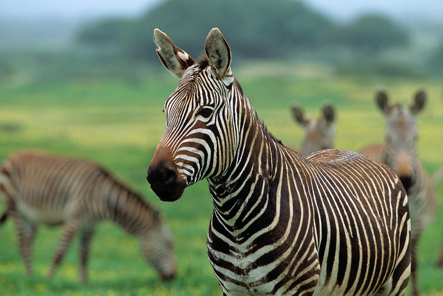 webkinz endangered cape mountain zebra