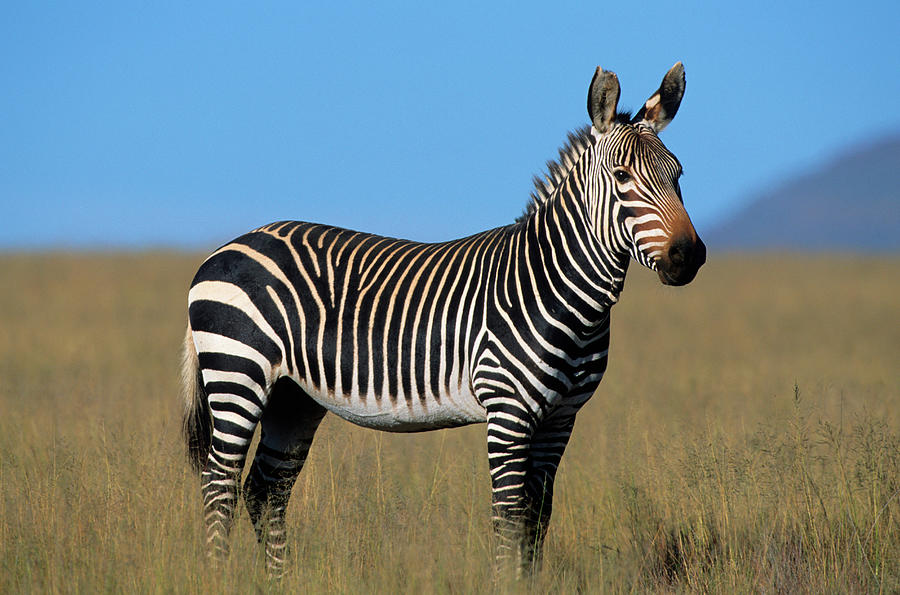 webkinz endangered cape mountain zebra