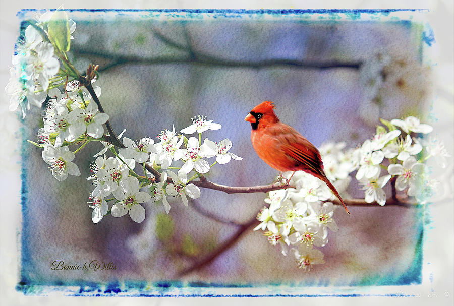 A Cardinal in a Pear Tree Digital Art by Bonnie Willis