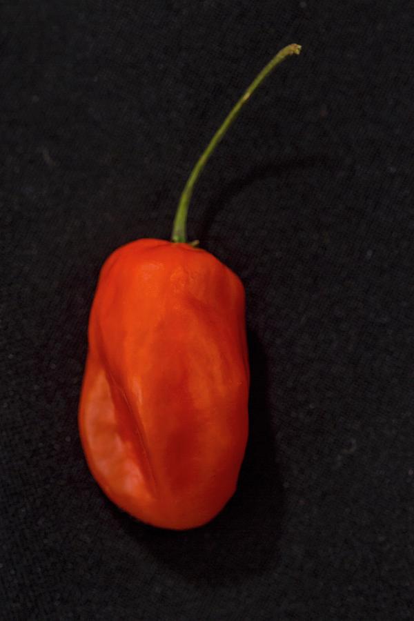 A Caribbean Red Chilli Pepper Photograph by Alfonso Calero