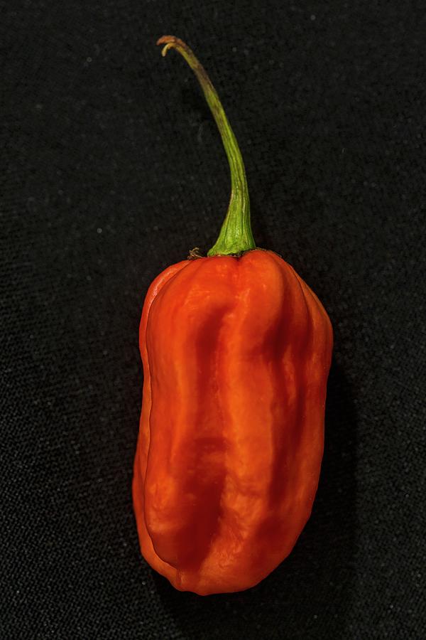 A Carolina Reaper Chilli Pepper Photograph by Alfonso Calero