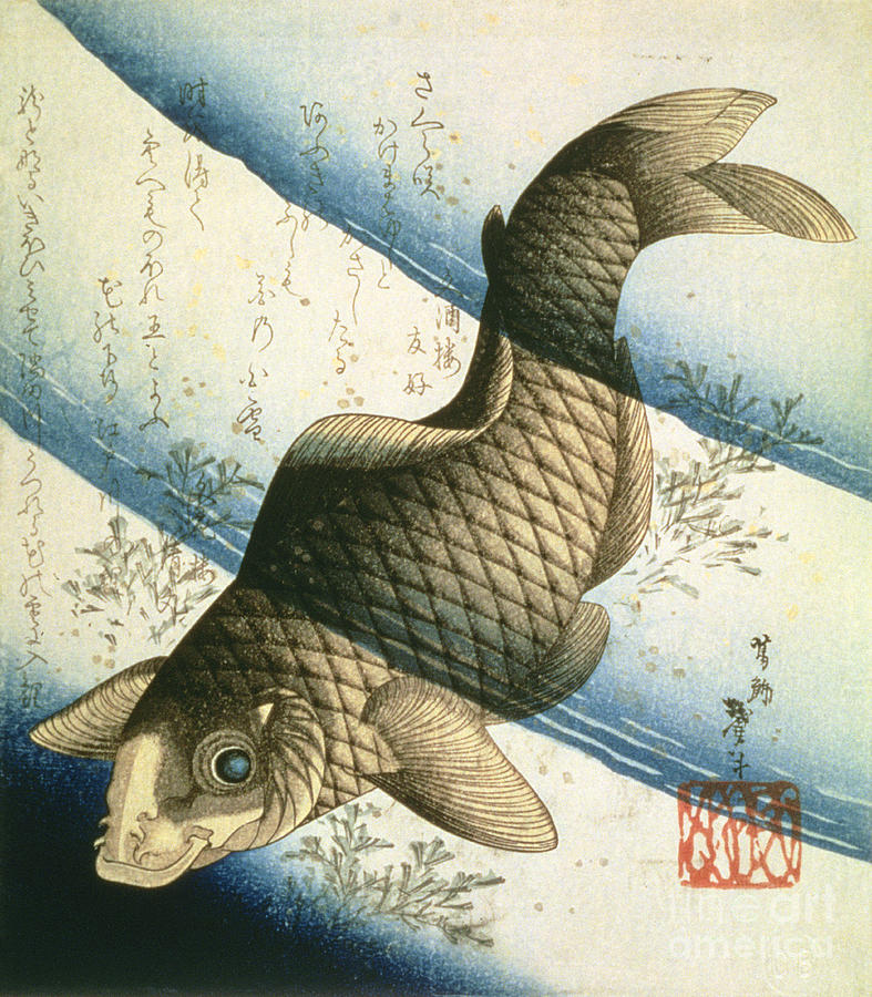A Carp Swimming Among Waterweeds, C.1832 Drawing by Katsushika Ii Taito