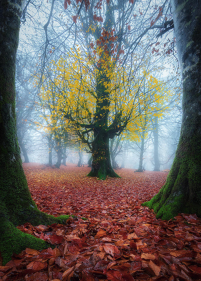 A Carpet Of Leaves Between Trees Photograph by Shahram Hafezi