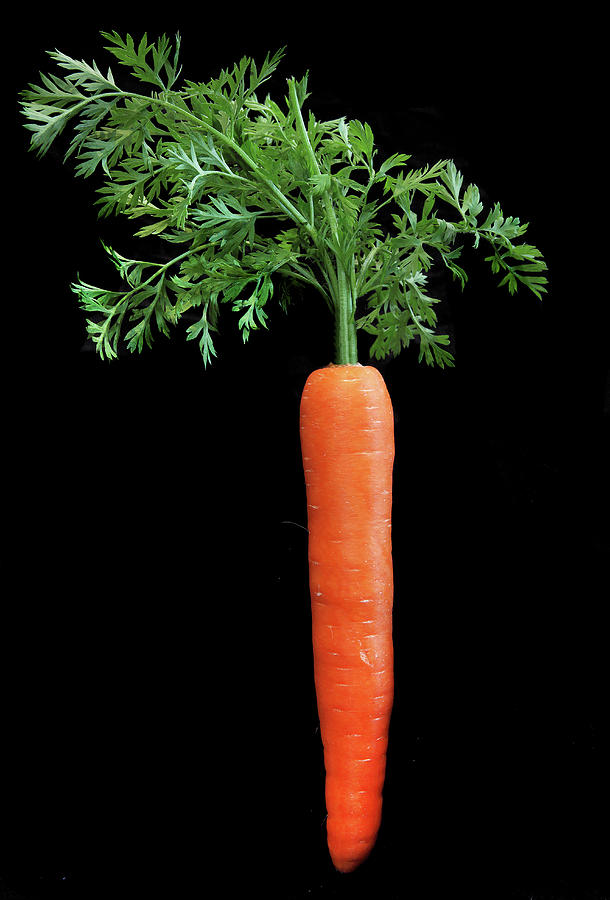 A Carrot With Tops Against A Black Background Photograph by Trudy Kelder