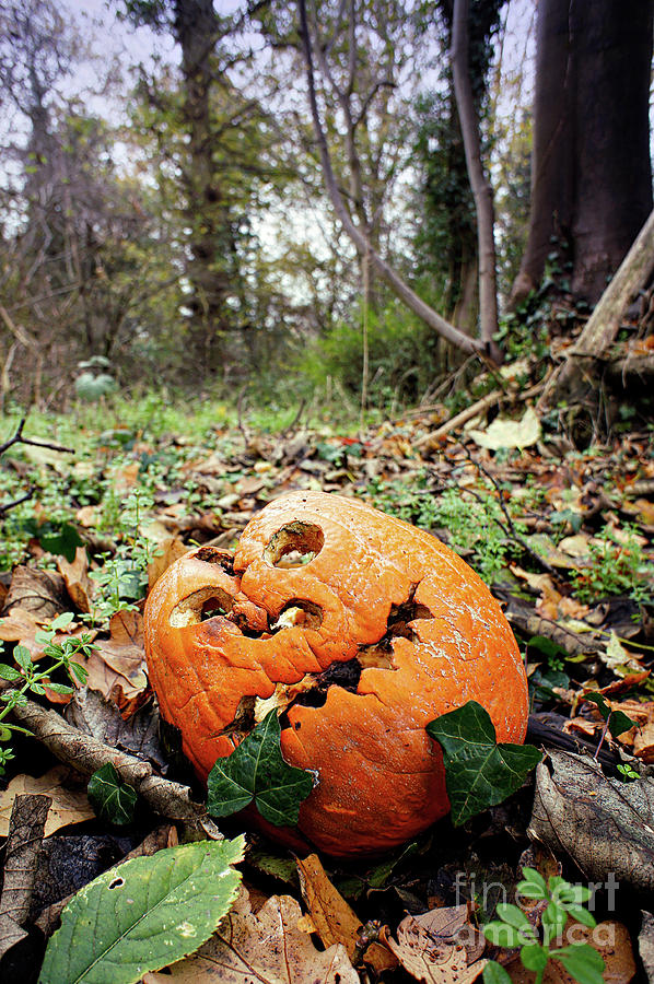 Fall Photograph - A carved pumpkin by Tom Gowanlock