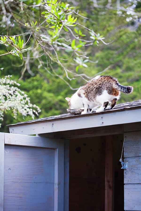 A Cat Drinking Out Of A Bowl On A Shed Roof Photograph by Jennifer Martine